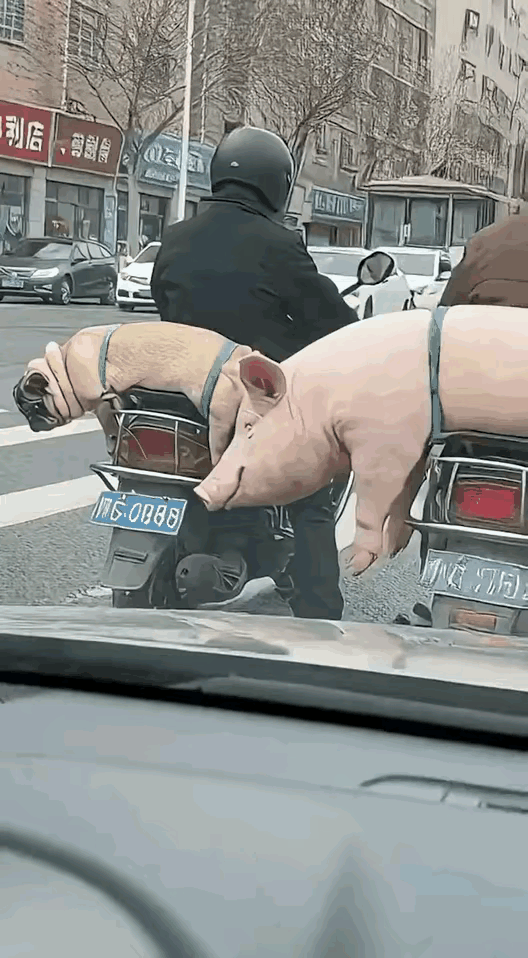 猪朋狗友，落难兄弟[捂脸哭]