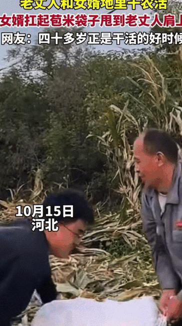 笑翻天了！10月15日河北，农忙季节老丈人和女婿在地里干农活，当要往车上装玉米的