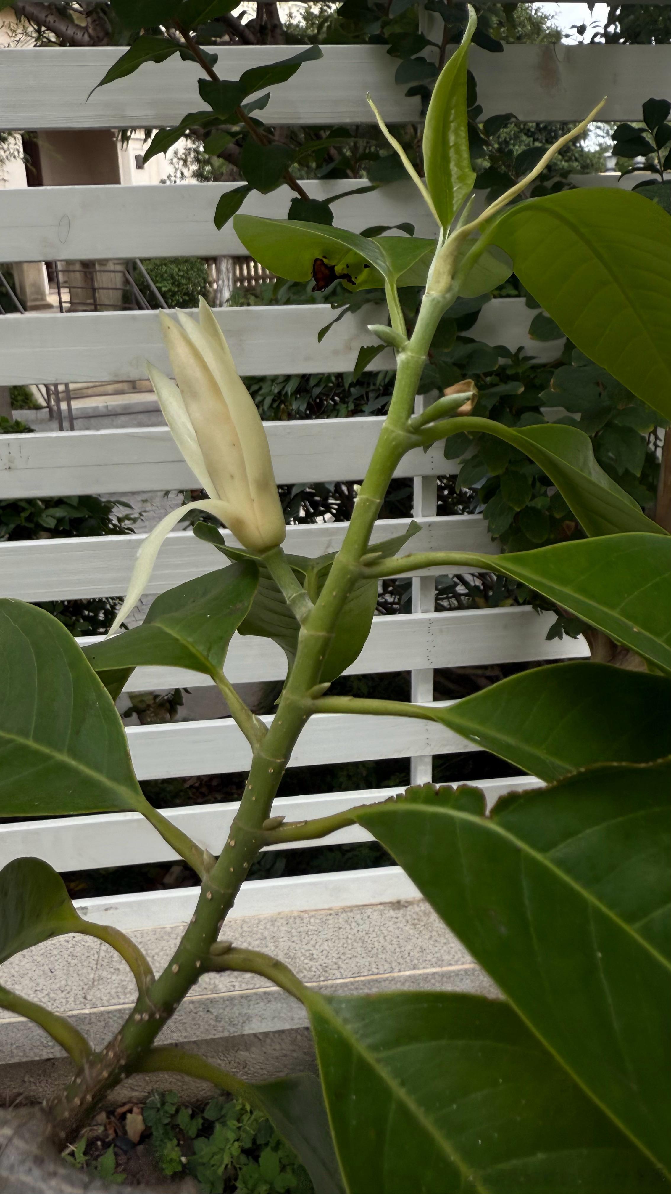30元的茉莉今年又开花了。100元的白兰花，种了五六年了，今年的秋花开始。幽香弥