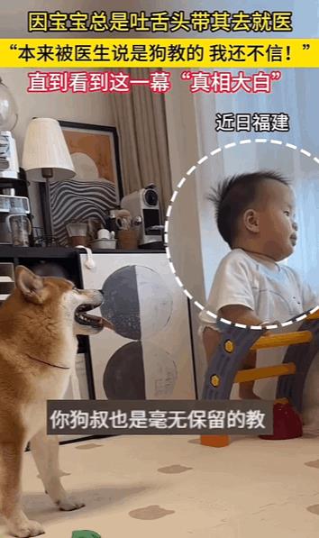 这狗狗没白养！福建，因宝宝最近总是吐舌头，家长不知啥原因就带去看医生，被医生告知