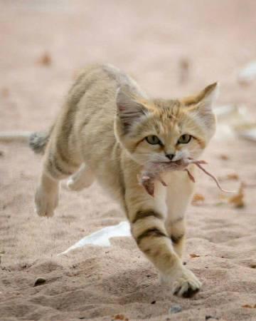 沙丘猫是最小的猫科动物之一