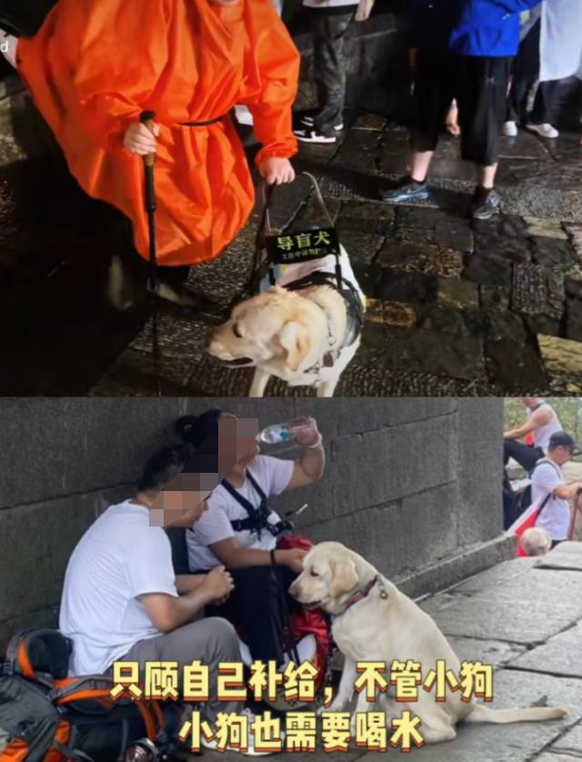 “出差几天”变人间蒸发，大连基地连夜把芬迪接回时，狗把引导鞍死死叼在嘴里，尾巴却