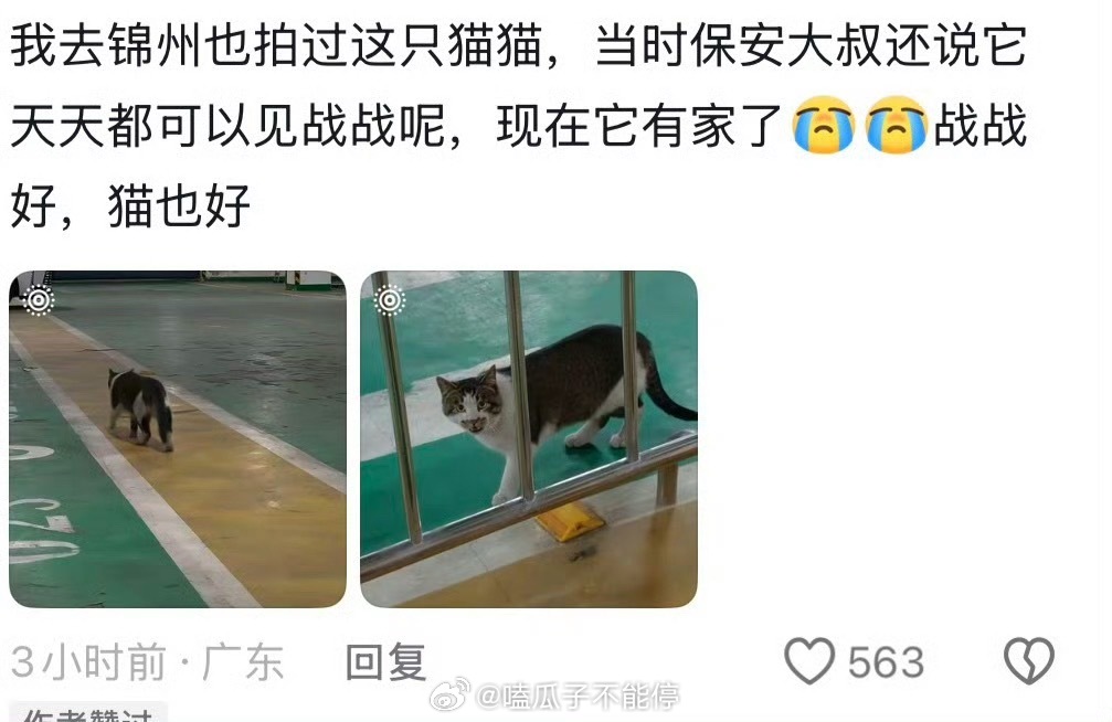 肖战在锦州时给流浪猫买了猫窝人帅心善的肖战啊！肖战这部剧一定会火