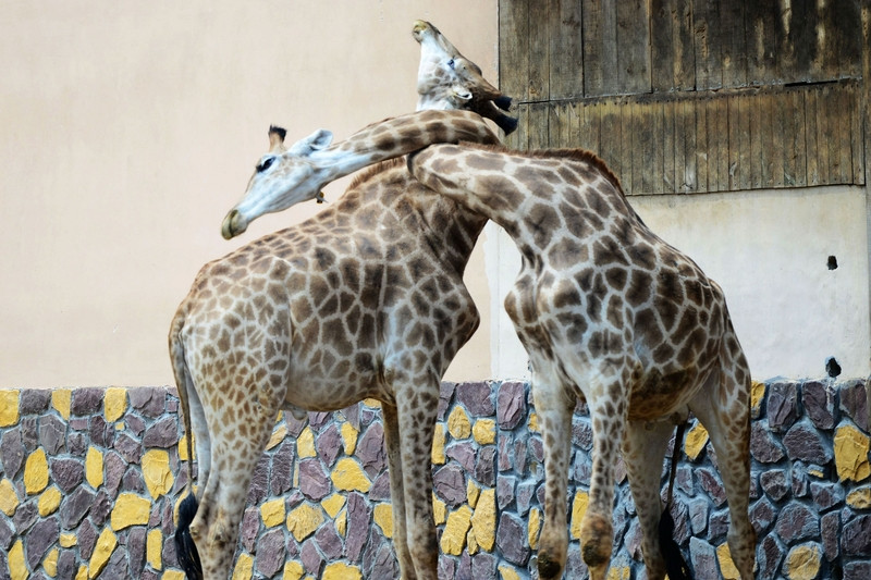 刘震云说：“如果沟通之后，发现沟通无效，那么最好的心态是：我们不同，但...