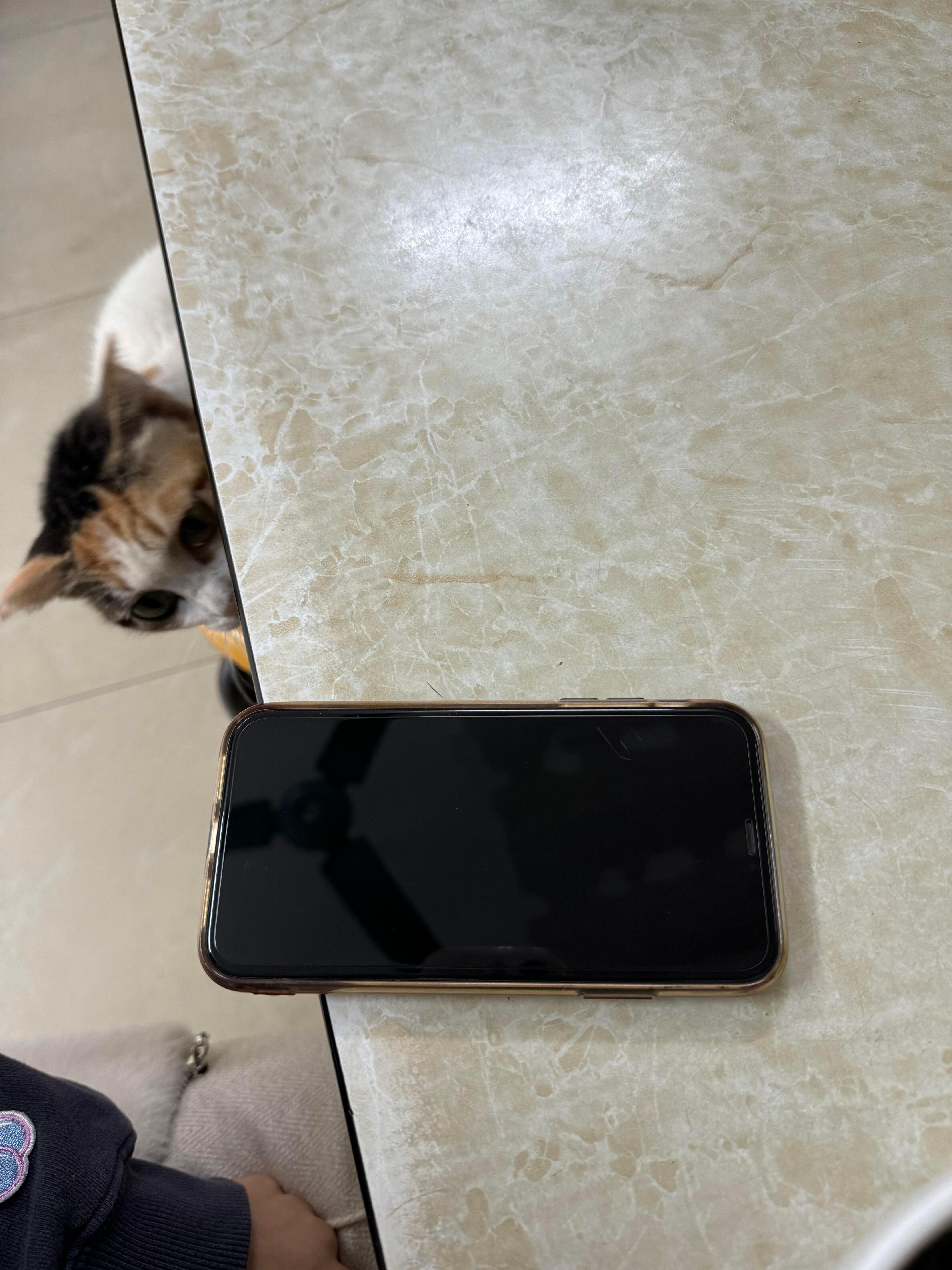 咪是个小毛贼！