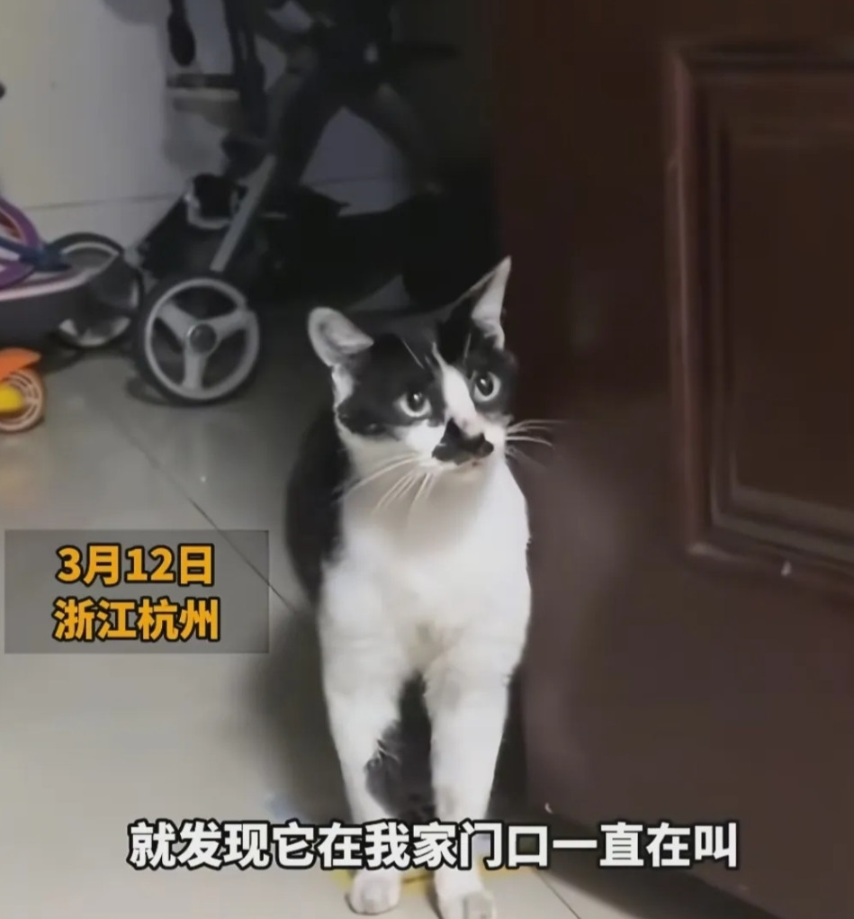 可怜！浙江杭州一女子晚上被猫叫醒，开门发现竟是自己经常喂养的那只怀孕的流浪猫，即