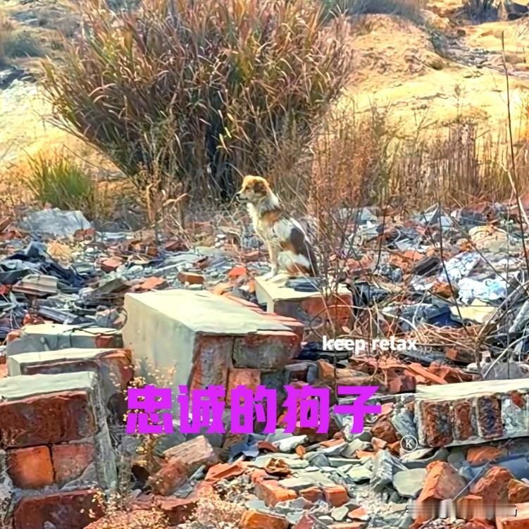 主人搬走了，却没有带走狗子。狗子独自坐在废墟中，呆呆地看着远方，表情十分的落寞。