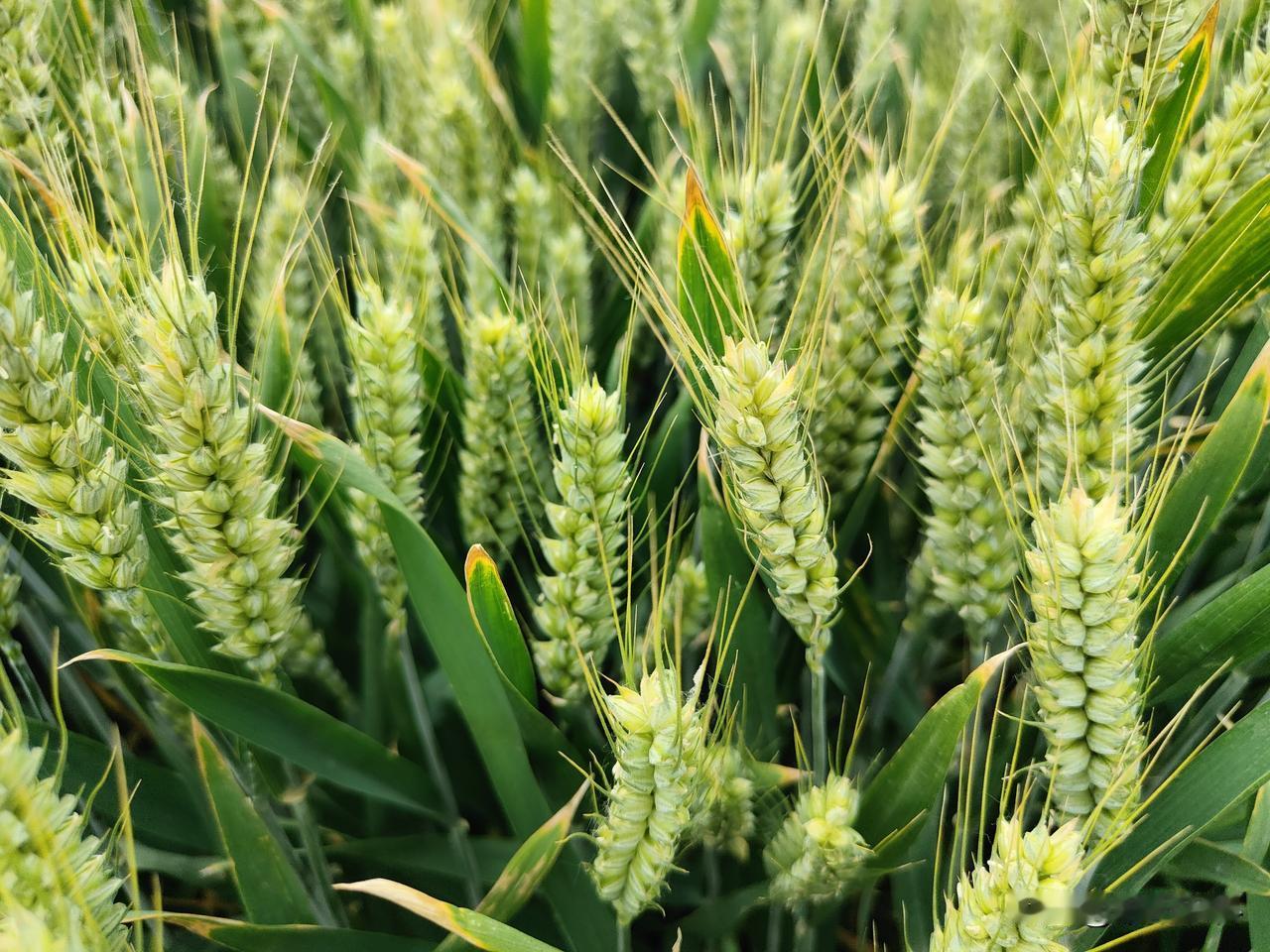 俗话说，立夏麦呲牙，一月就要拔。今年的立夏在5月5日，小麦正好处于灌浆期，是产量