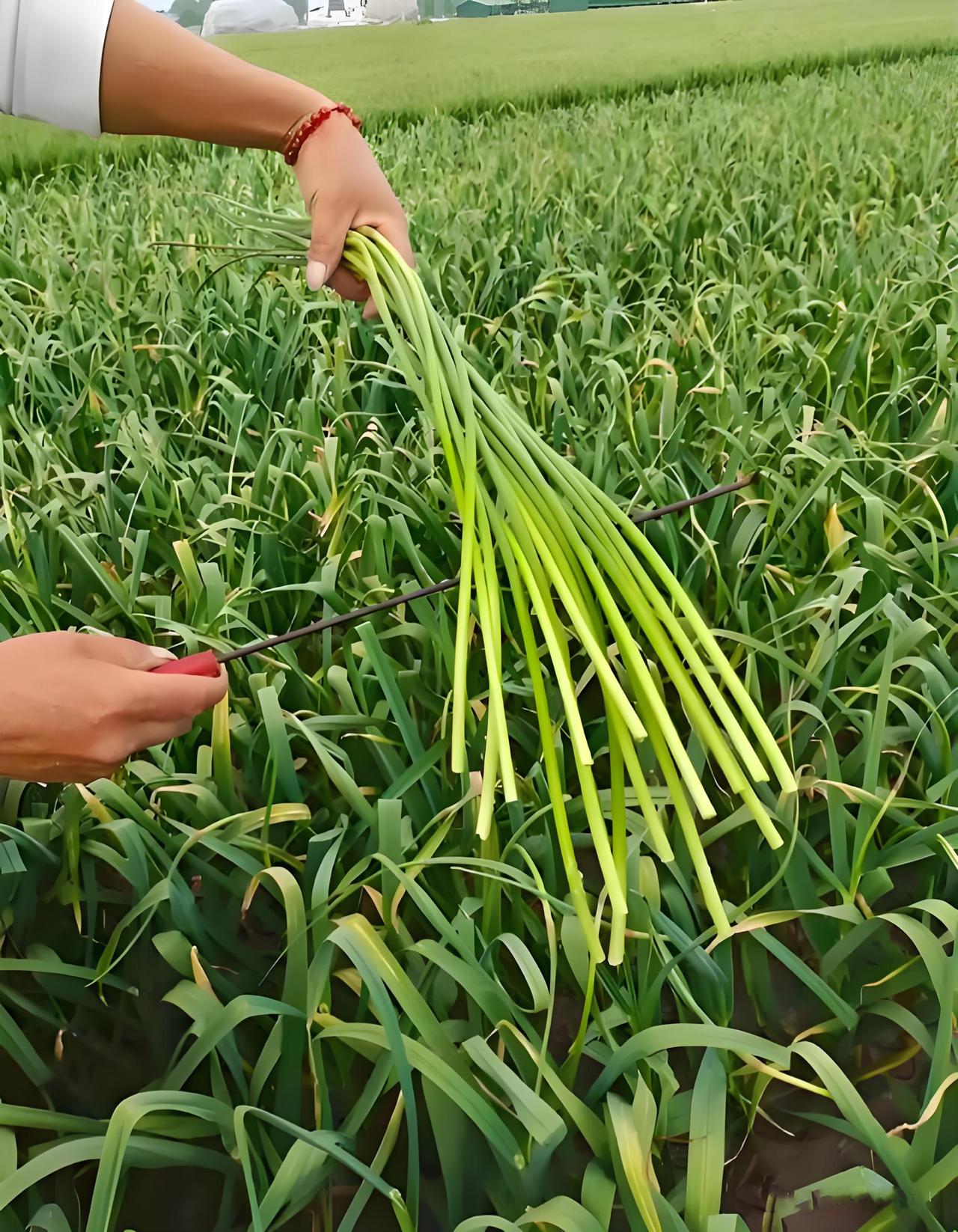 今天给南方小土豆讲讲为啥在河南蒜苔扔了也没人要，而你们那得六七块一斤首先，咱