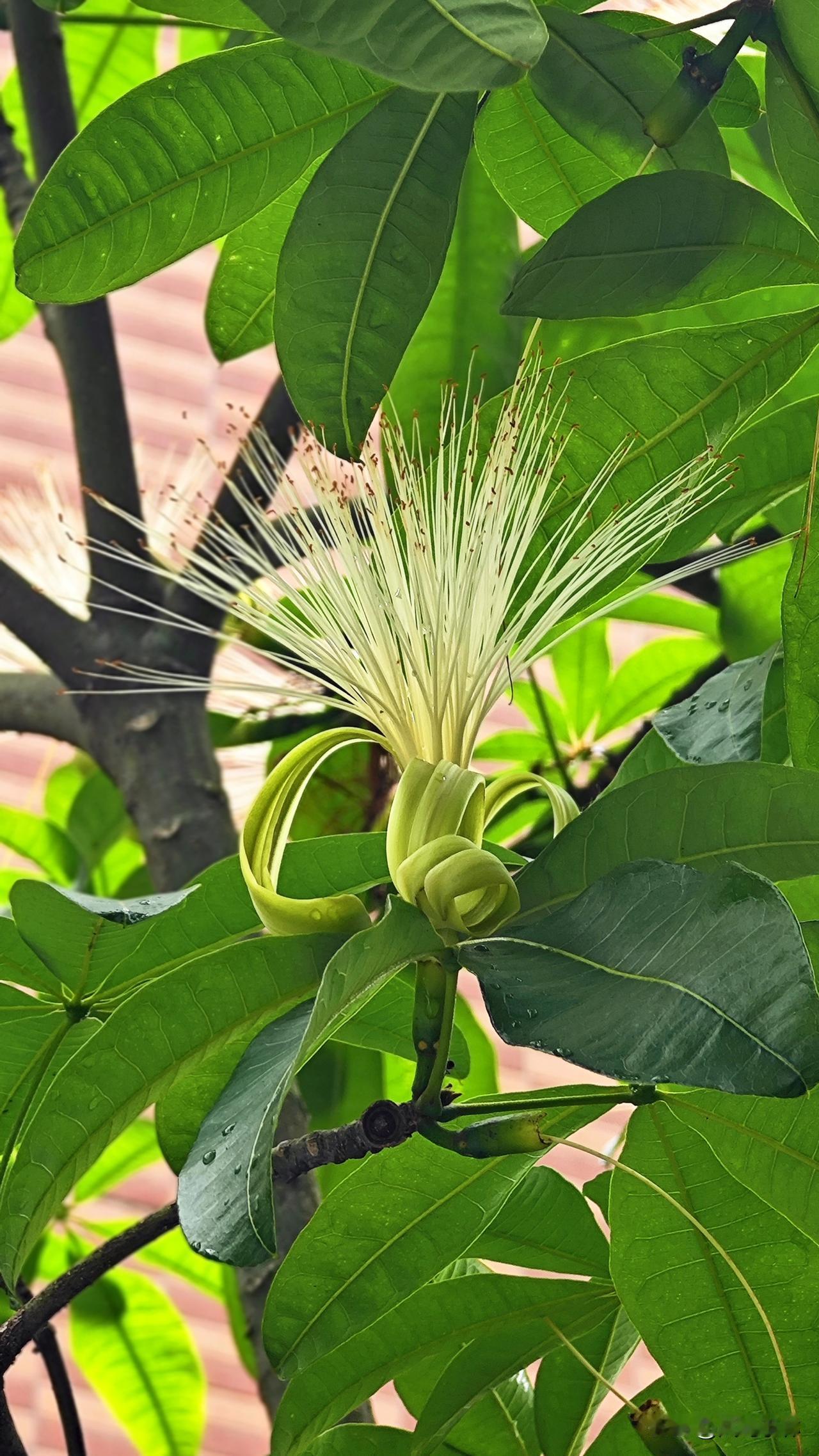 小区里的一棵发财树开花了！一大把细长、放射状的白色花丝，是它的雄蕊。发财树开