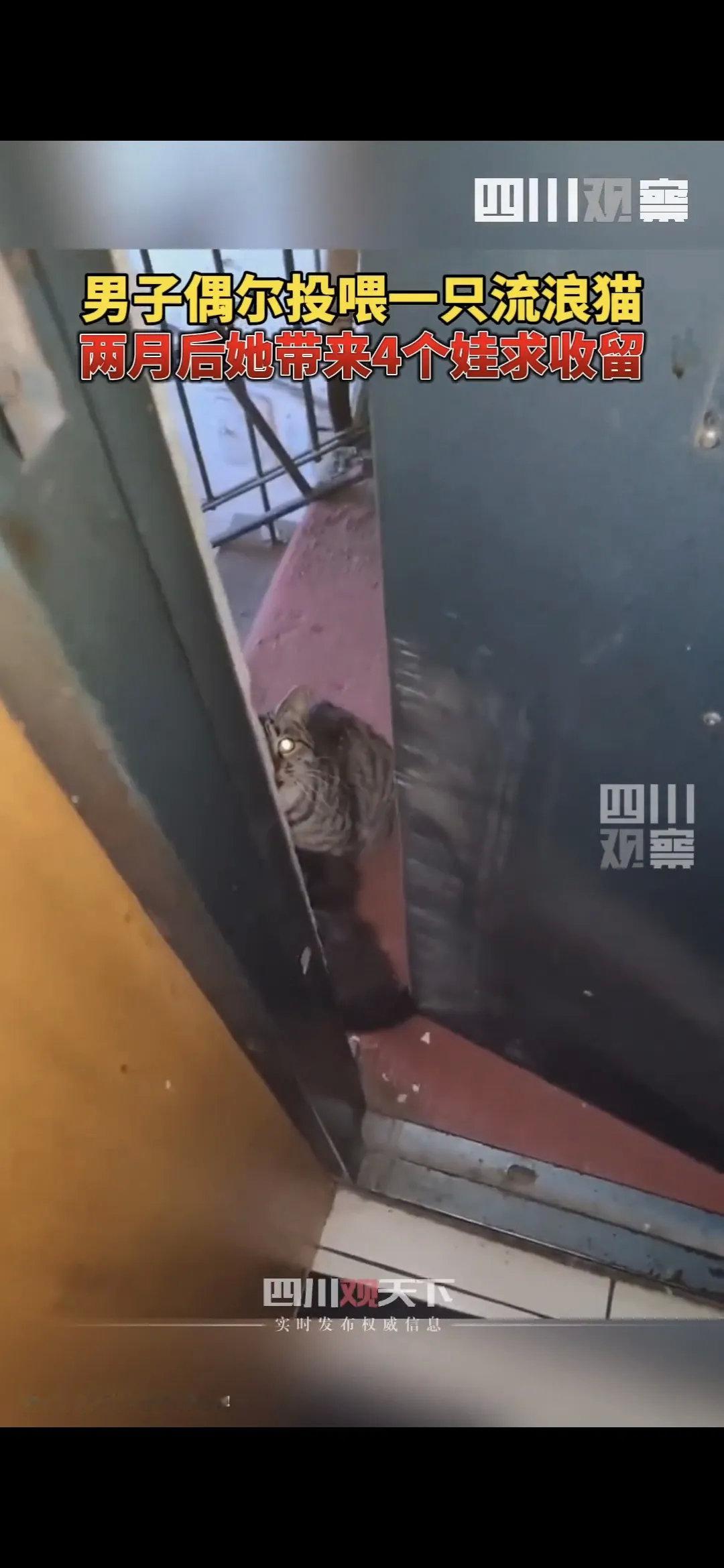 男子偶尔投喂一次流浪猫，她带来了4个娃求收留。近日，辽宁一男子打开门，发现家门口