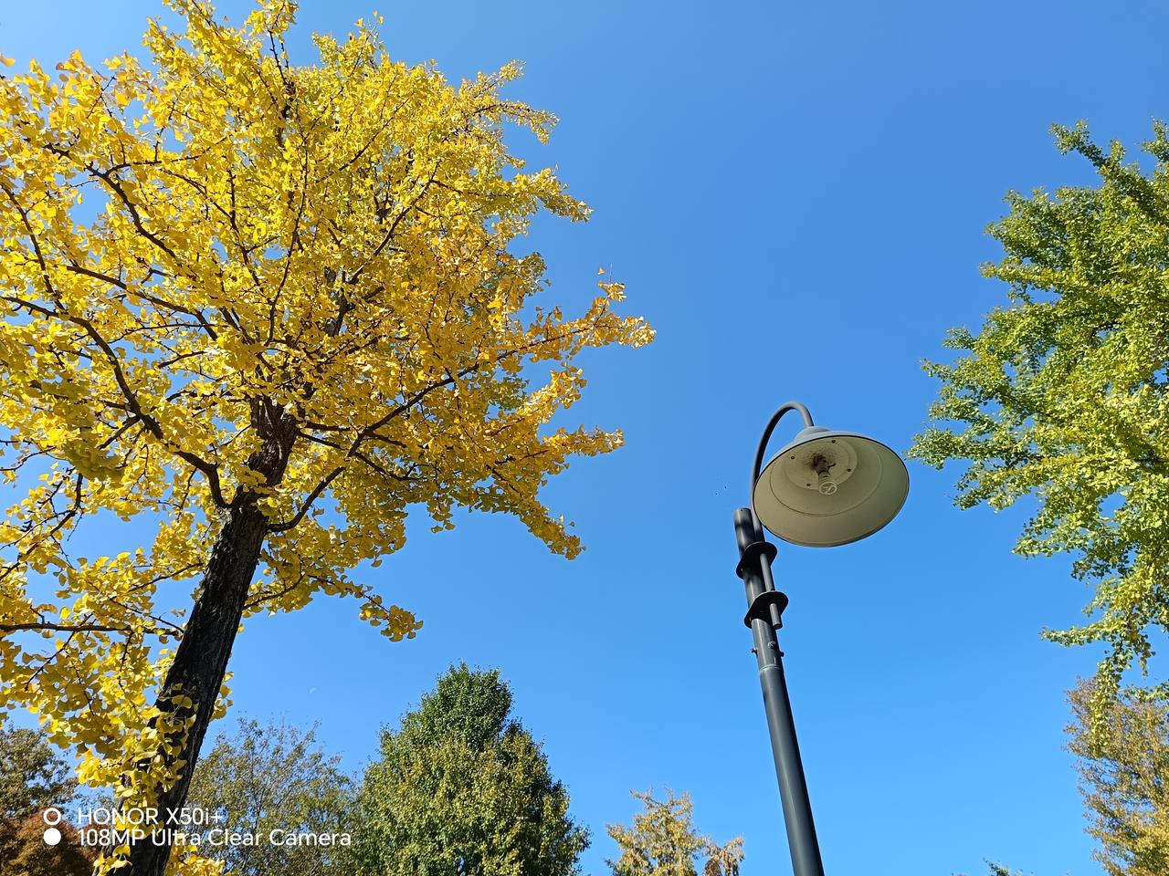 可以分享一张秋景的树叶的照片吗？银杏树叶黄了，摄于桐泾公园内。