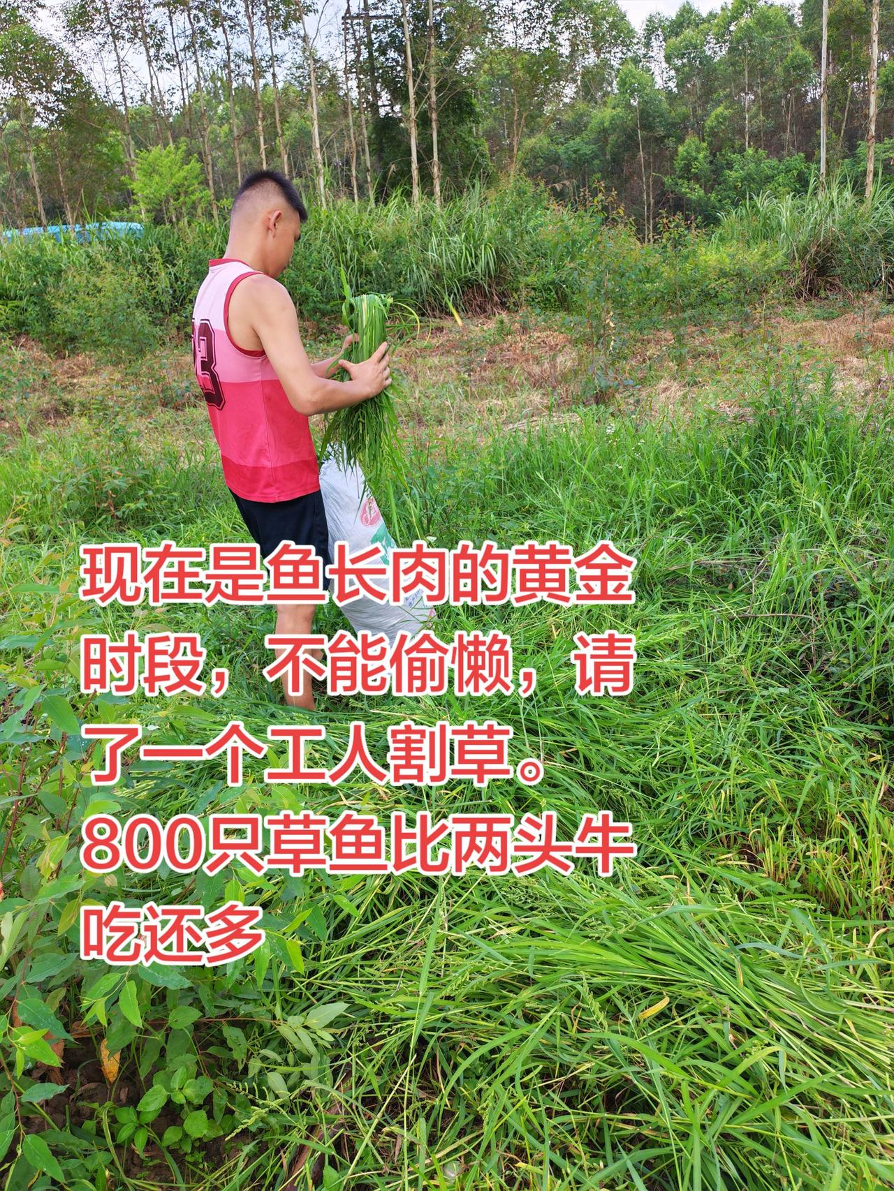 这养鱼比养牛还难，比牛吃的还多养鱼养鱼日记农村生活农村