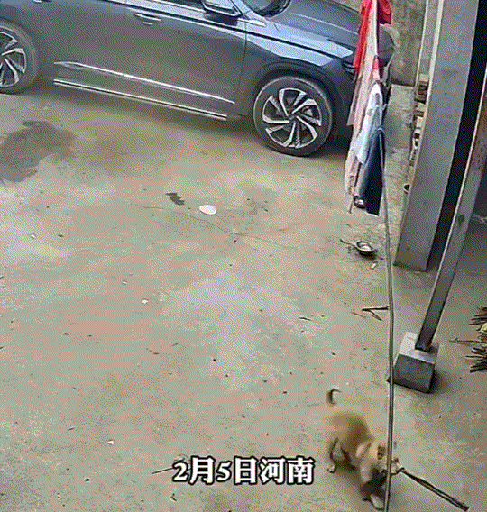 万万没有想到，一狗主人养的狗子早上调皮，主人将其教育了一顿后，它后来竟将家中的三