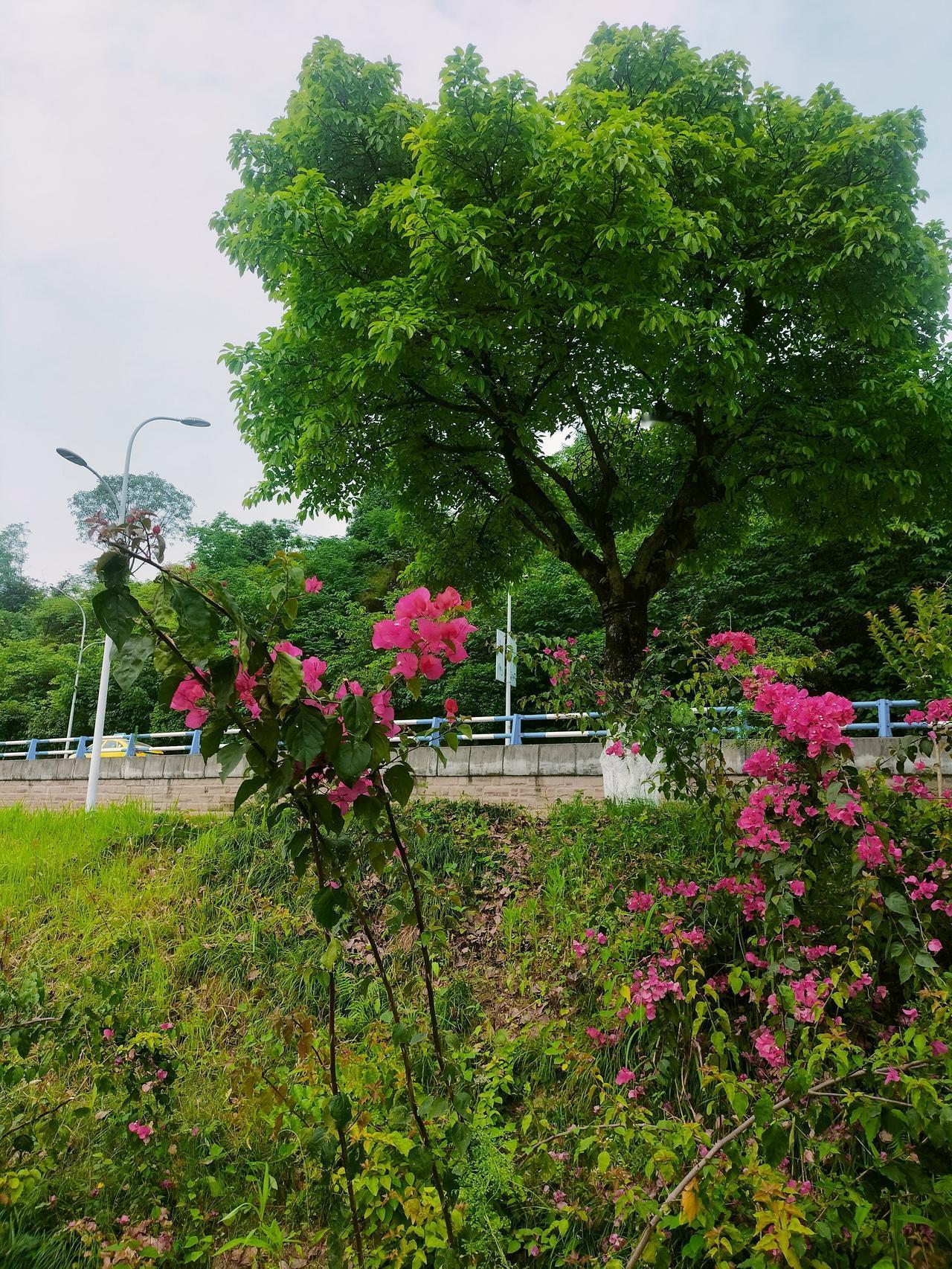 宜居的巴滨路，它是目前重庆中心城区最长的风景路，全长18.3公里。它南起鱼