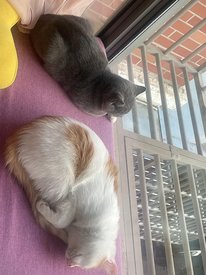 我家的橘猫那么聪明我刚才在儿子的房间看手机，突然间想起两只猫在哪里？一看不在