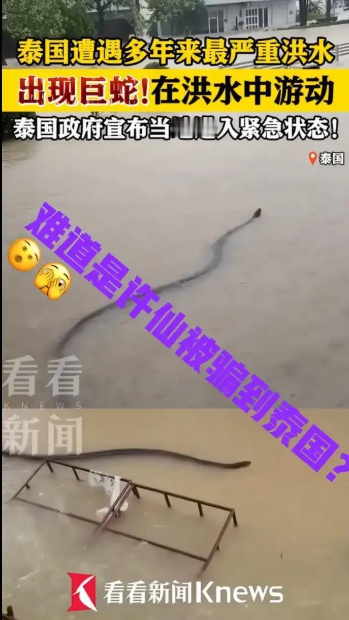 万万没想到泰国当地时间11月25日，当地民众都拍到巨蛇在洪水里游，画面那叫一个
