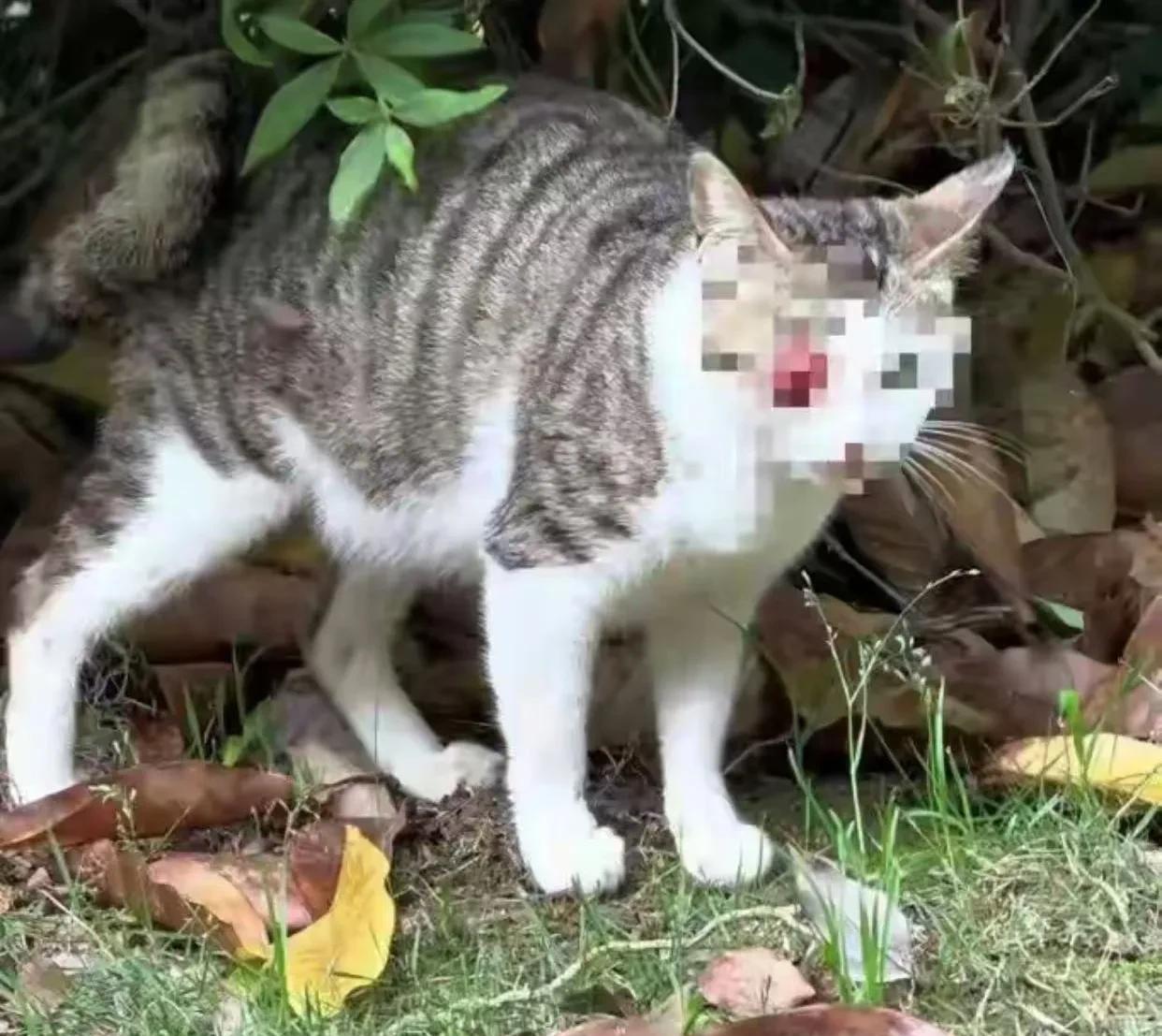 某地公园里多只流浪猫被人用弹弓打瞎眼睛，热心市民把这些猫咪送到宠物医院救治并报警