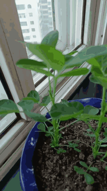 猜猜我花盆里种的啥？