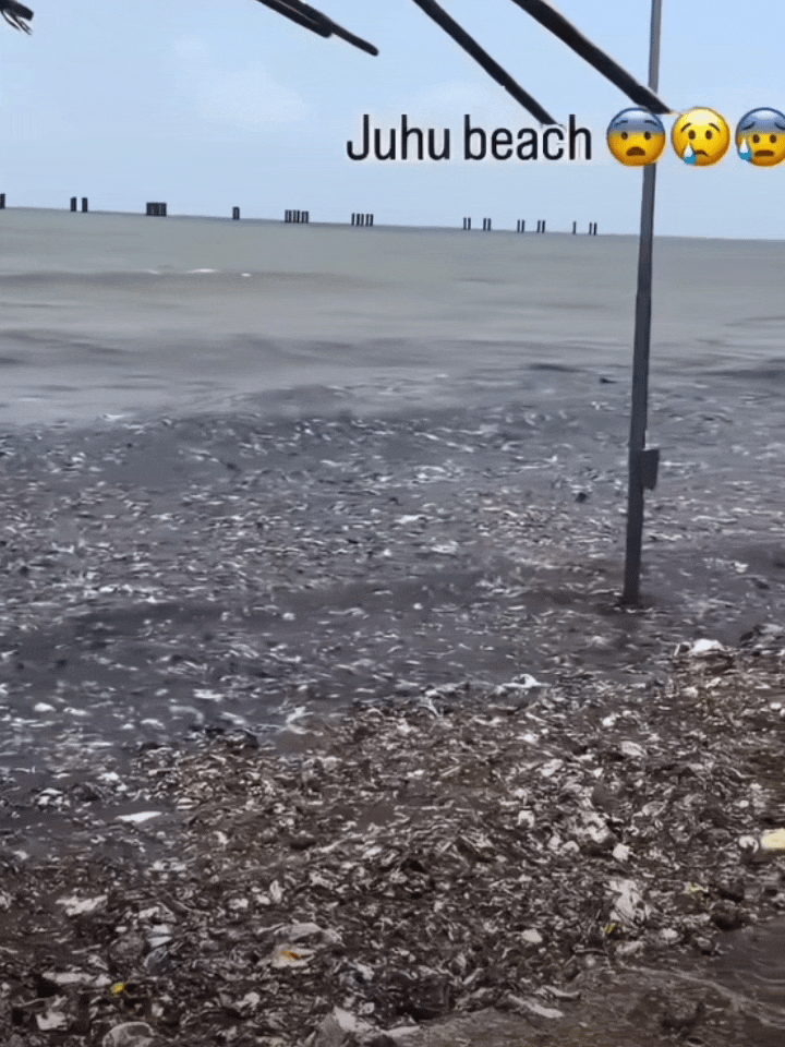 印度的海滩就是不一样。这可是大海，不是一个小池塘，瞧瞧海水这颜色，瞧瞧海水这成分