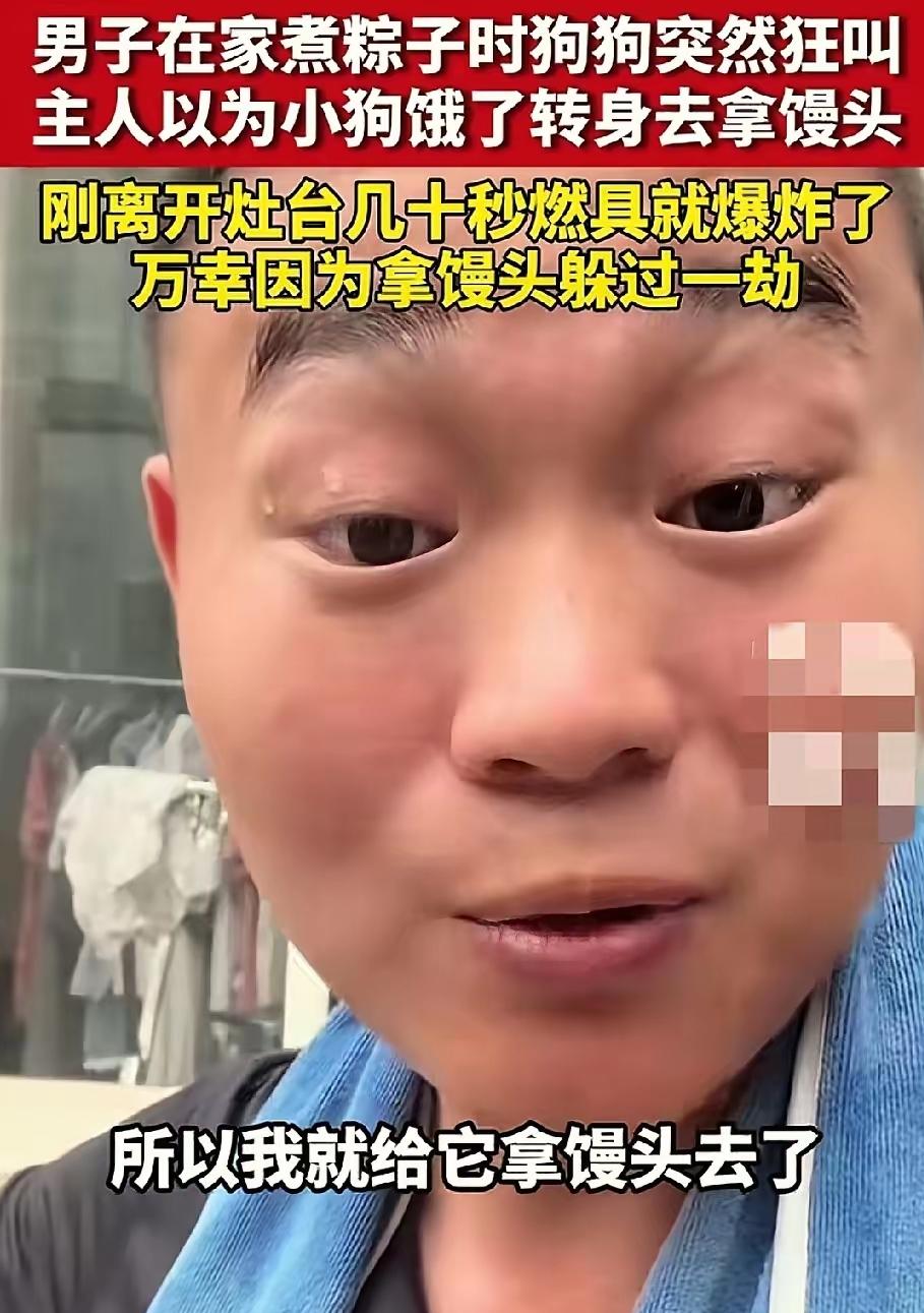 粽子锅前一声吼！山东大黄狗“骗吃骗喝”，却意外救下主人一命！你永远想象不到，