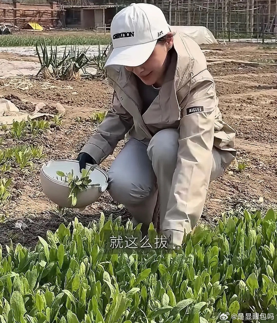 梅婷去婆婆家园子里摘“春菜”，小菠菜已经长出来了，绿油油一大片非常新鲜，后面还有