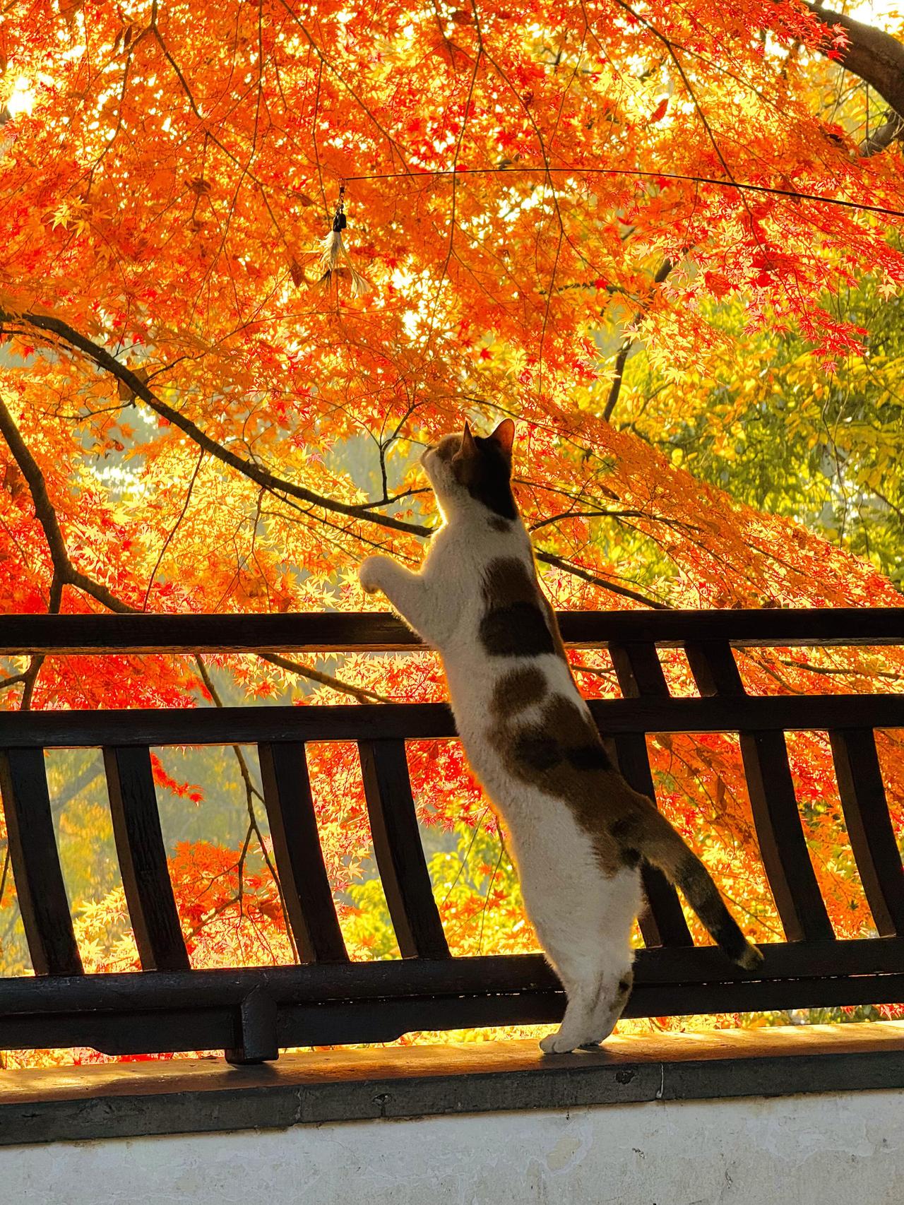 风掠过廊檐时，三色猫踮着脚去够枫枝间的光斑，红枫便簌簌落了几点碎金在它的脊背。