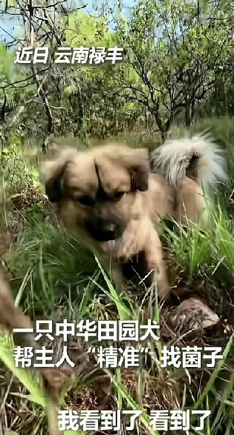 云南的这只狗狗登上了央视新闻，一下子就火了！主人带着自家狗狗上山找菌子，没料到