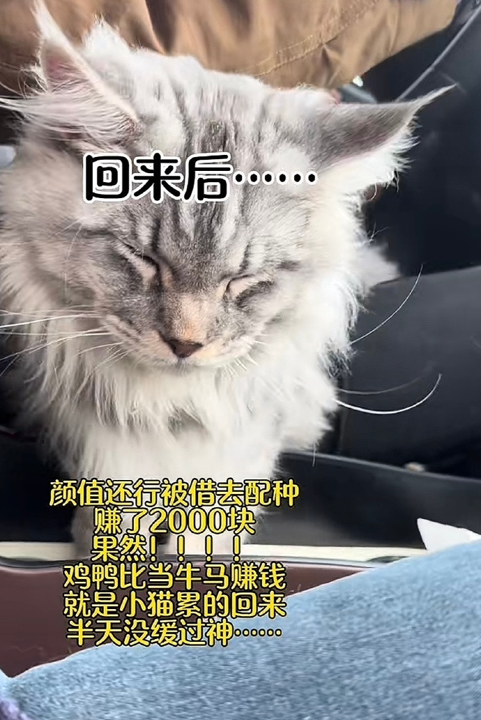 🐱：以为是妈妈，原来是妈妈桑😅果然穷人家的猫猫早当鸭​​​