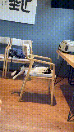 🤣直接睡懵！奶油猫睡觉摔翻车奶油猫趴在椅子上睡得沉沉的，睡得太投入，完全没察