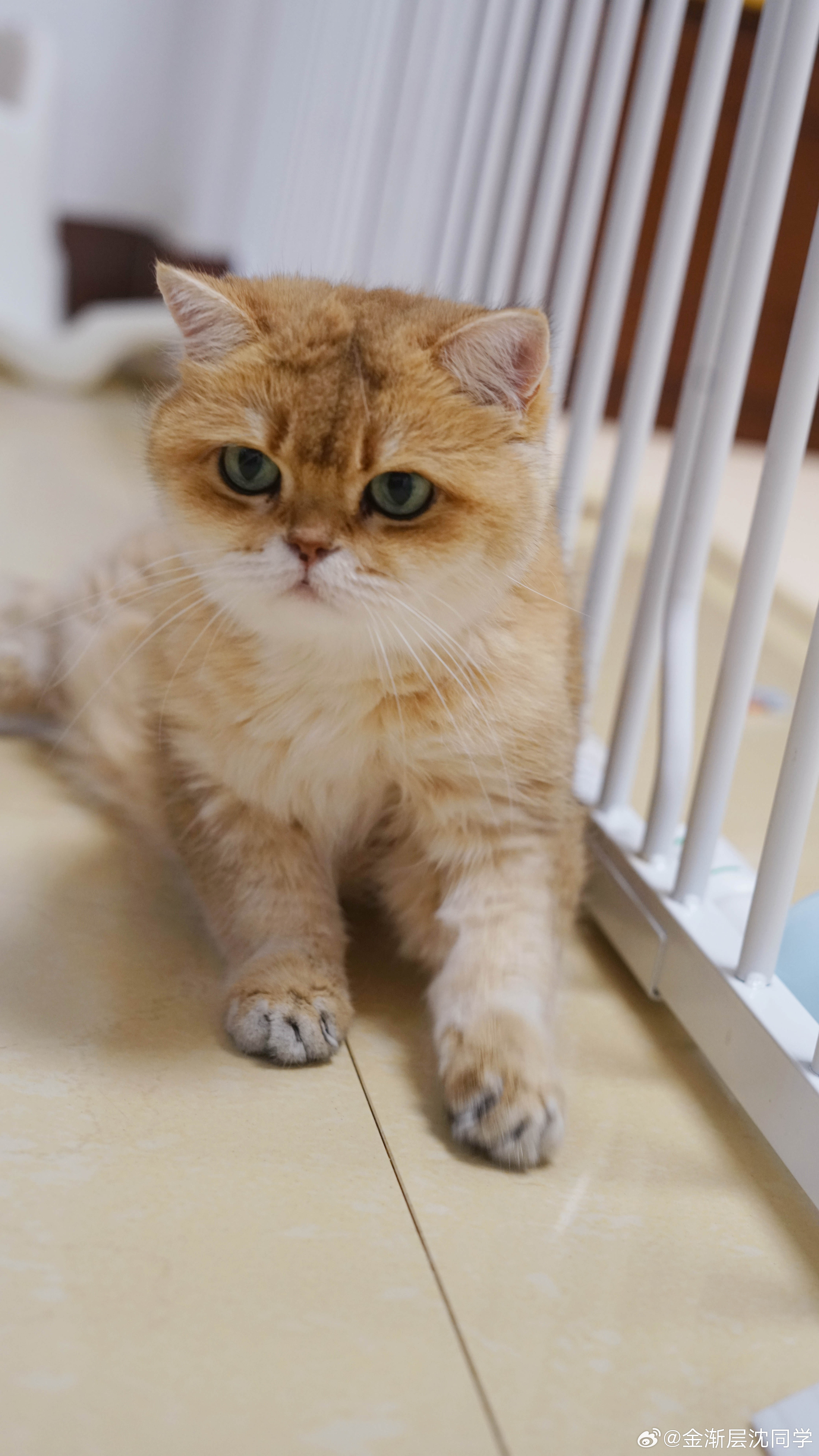 战神UU萌宠猫咪