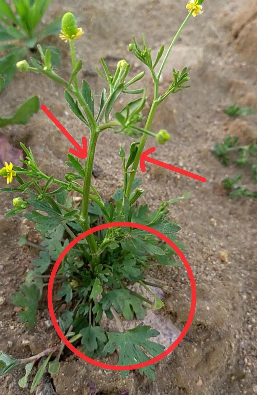 就吃了几口，却险些丧命！杭州，一位大叔趁着这两天天气好，想着出去踏青