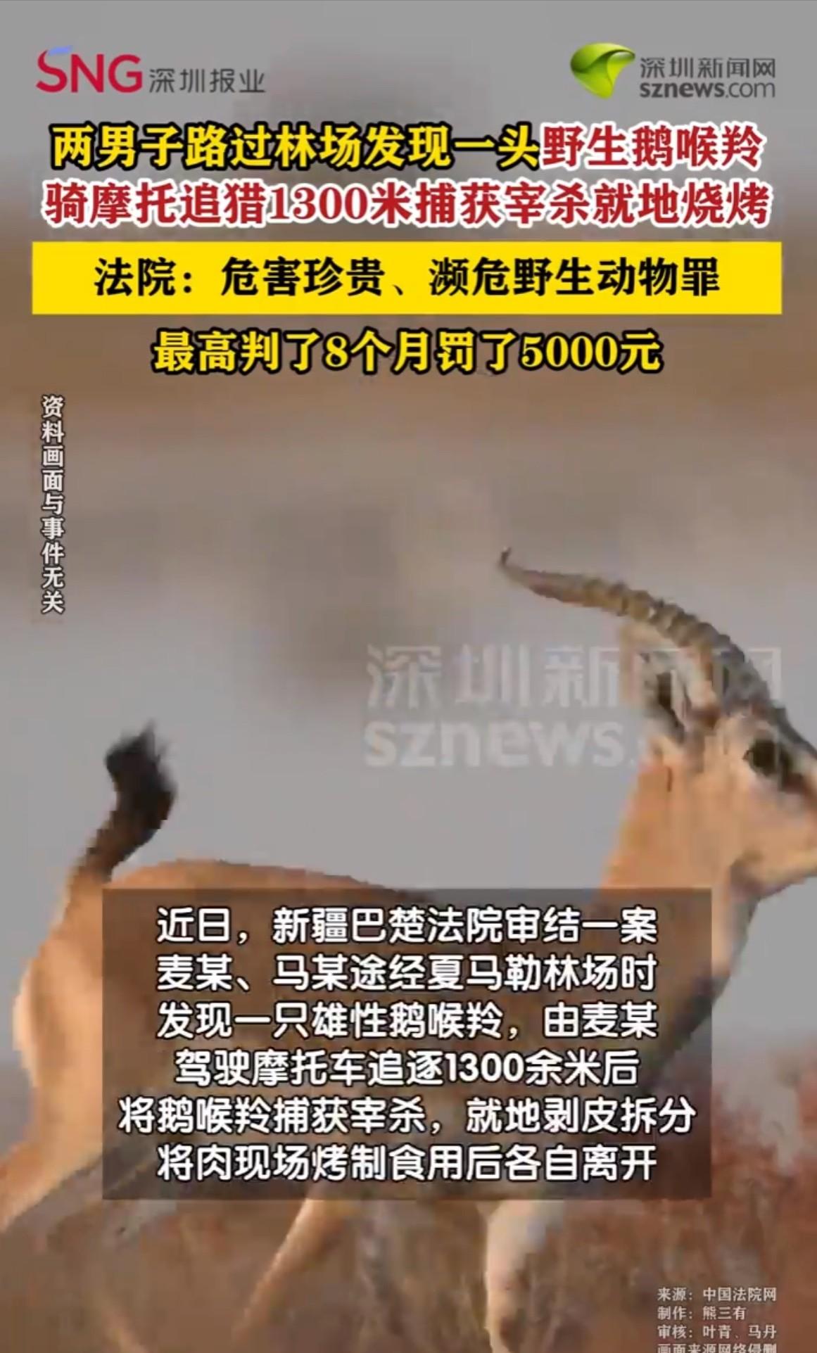 6月12日，新疆2名男子路过林场时，看见一只野生鹅喉羚，他们觉得这羊吃着肯定香，