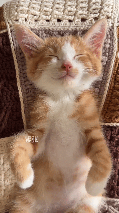 这视频我反反复复看好几遍，实在可爱得不行。小橘猫四仰八叉躺在毯子上睡得昏天黑地，
