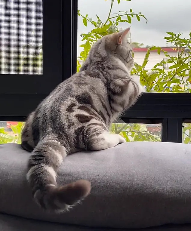 天天趴窗台，伸着脖子往外看，充满无限渴望，又舍不得离开安乐窝[捂脸哭]是时候回归大