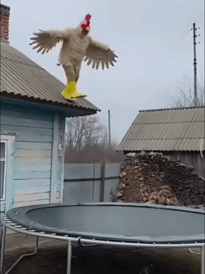 我看一定能飞起来