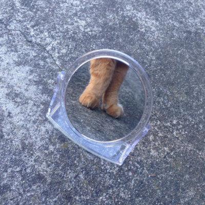 来自平行世界的猫...