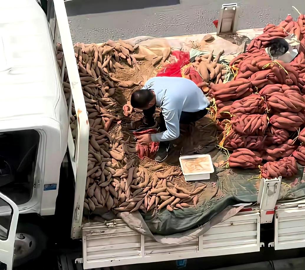 红薯为啥用红袋子？此刻具象化了！[捂脸哭]​​​