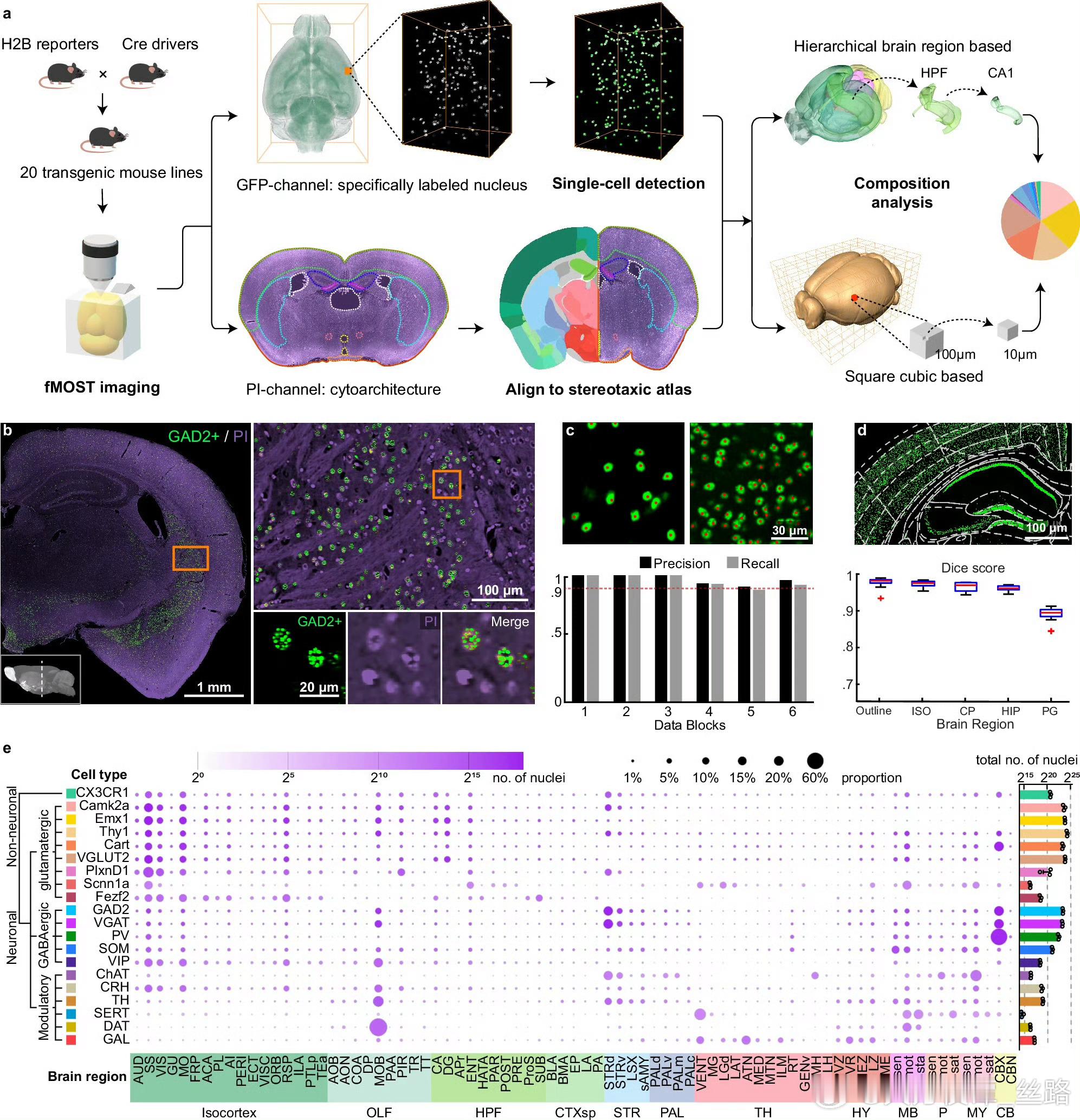 大脑是自然界最复杂的生物网络系统，神经元的精准定位与组织模式是构建神经环路、保障