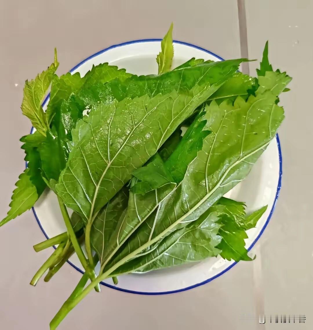 见到桑树别错过，摘点干净桑叶煮水，很多人还不知道这用法说到桑叶的时候，人们的第