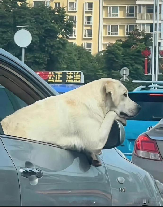 堵车堵到狗都有脾气了。