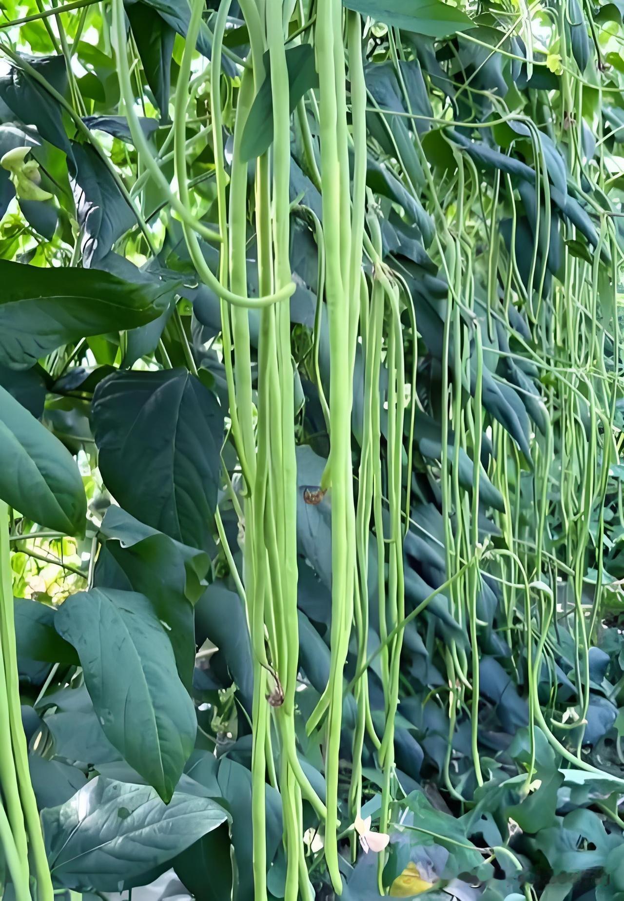 新手必看！番茄黄瓜豆角辣椒高产种植绝招想在家种番茄、黄瓜、豆角、辣椒的菜友