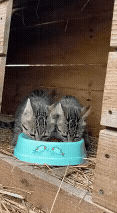 老鼠饿的在猫口夺食，结果把命搭进去了[捂脸哭][捂脸哭][捂脸哭]