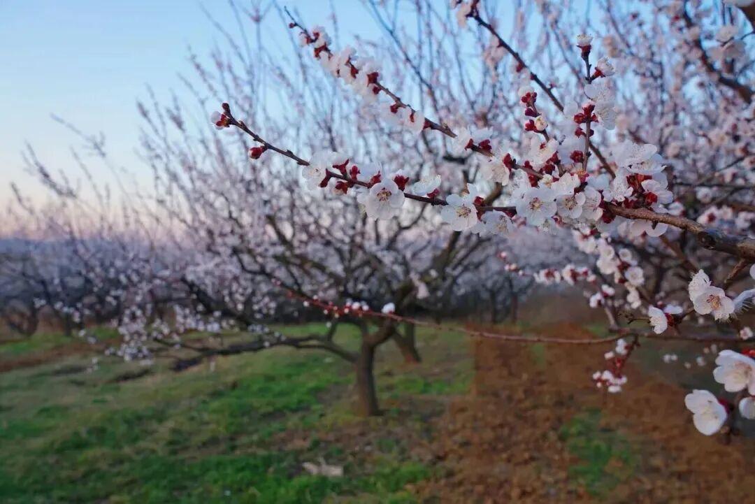 枣阳熊河风景区（3月桃花）40万株桃花临湖，可乘船赏花，湖光花色相映。 老