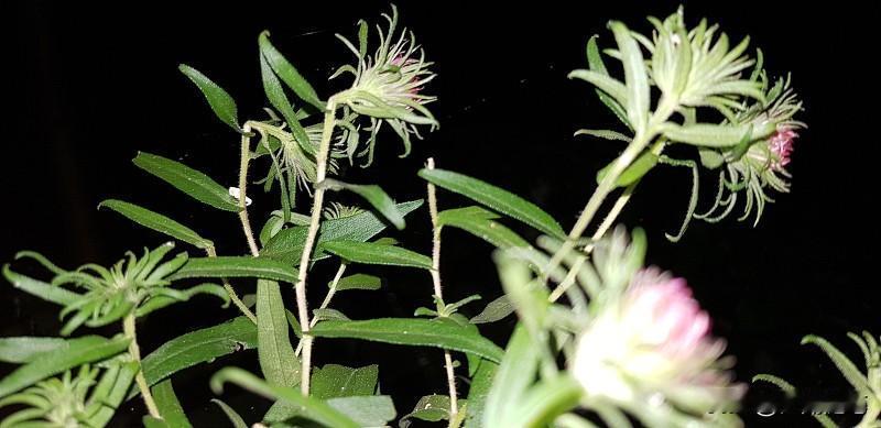 我经历过植物神经紊乱，那滋味真不好受。无端心慌憋气，坐着心跳也加速；夜里翻来覆去