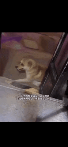 一只小狗走累了，想坐公交车，司机师傅看它一直在后面追，于是就放它上车了。小狗