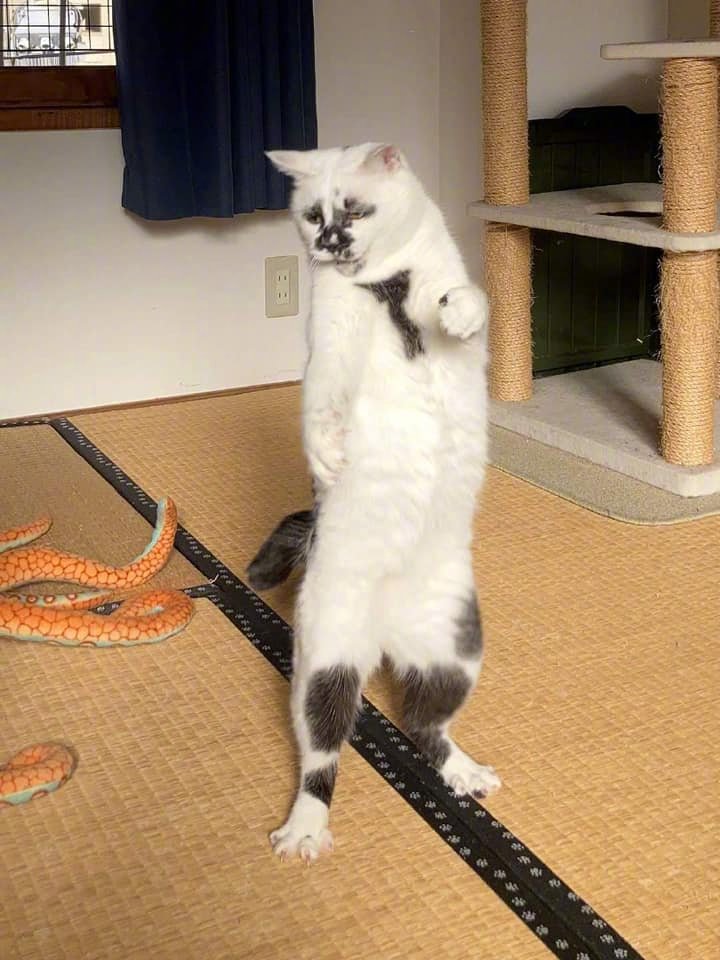 怎么说，我是觉得挺可爱的...