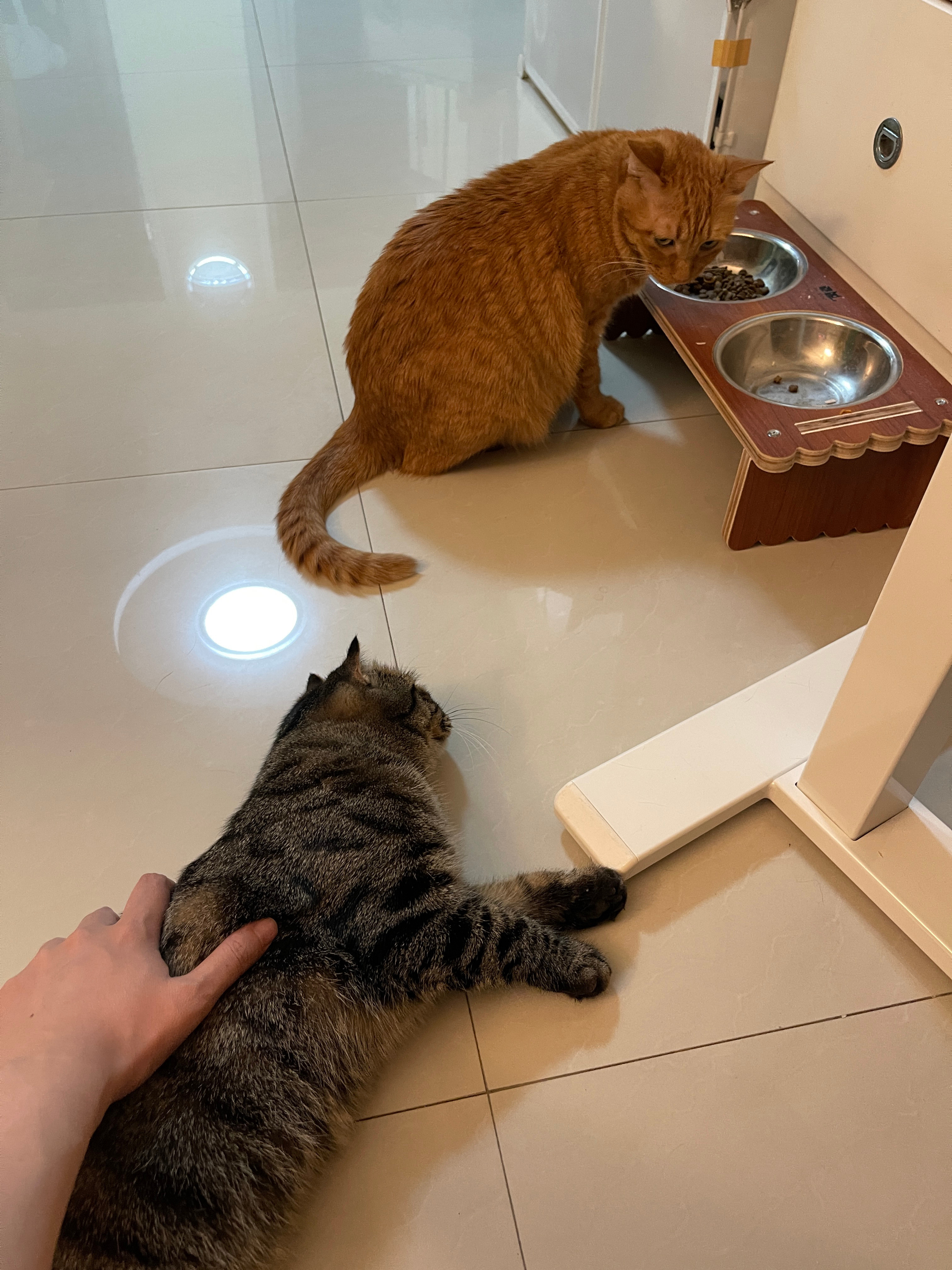 碗吃饭的时候一定要看好小肉毛子不能让小肉毛子上前骚扰碗