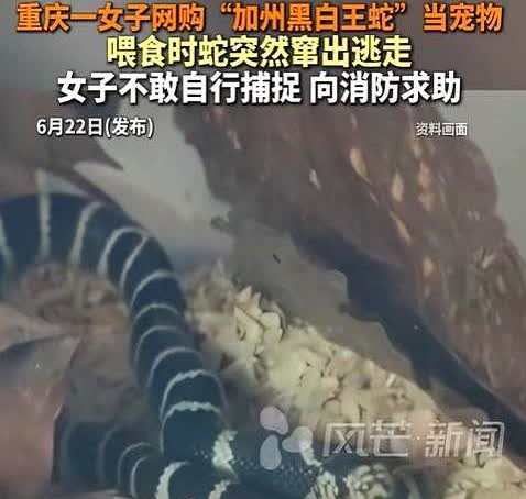 胆子真大！重庆，妹子觉得生活孤单，寻思养个宠物，不料，她没有买狗，也没有
