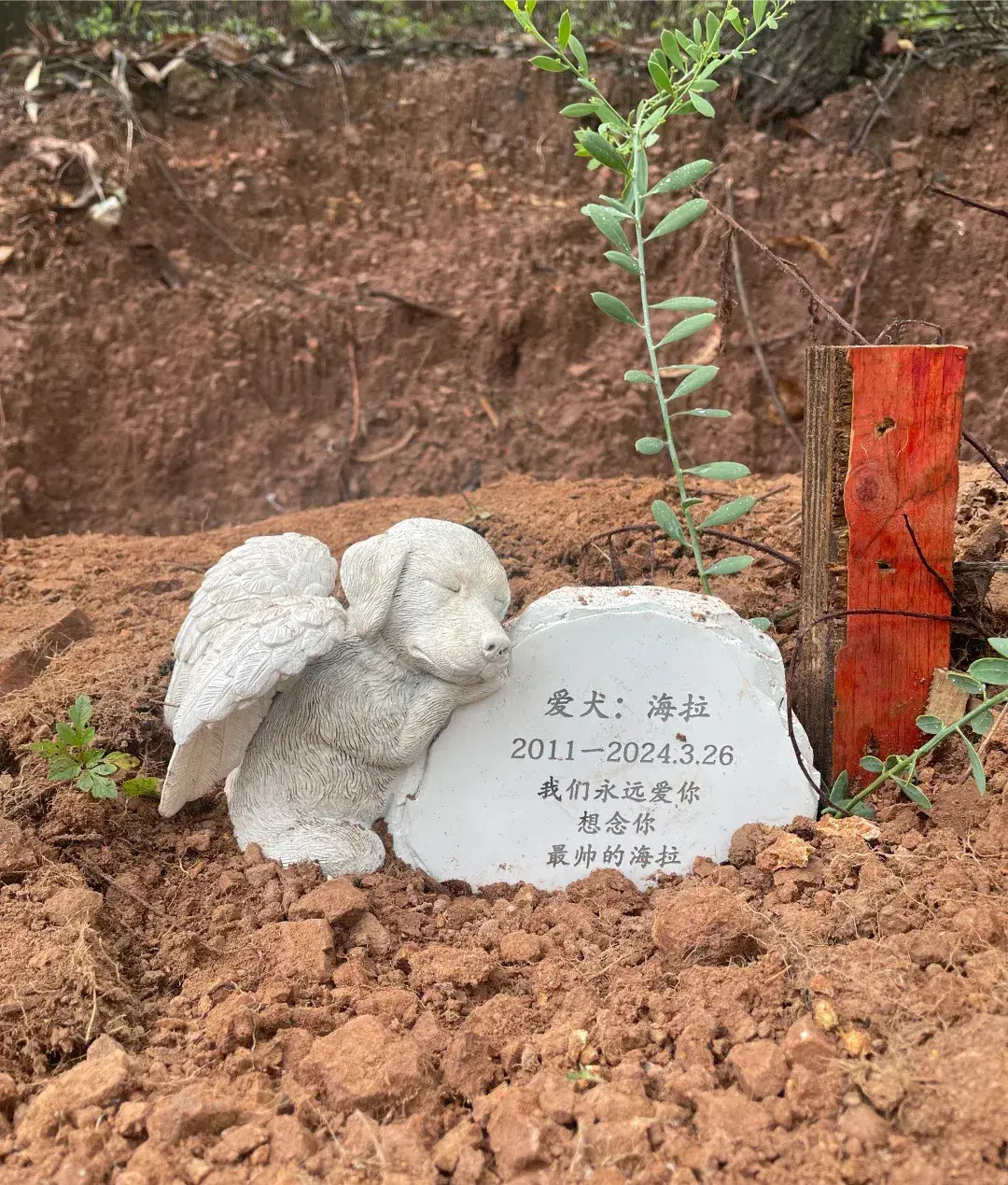 为狗狗立碑，是把它当作家庭一员了！野外徒步，看到好漂亮的墓碑，主人应该是很爱这汪